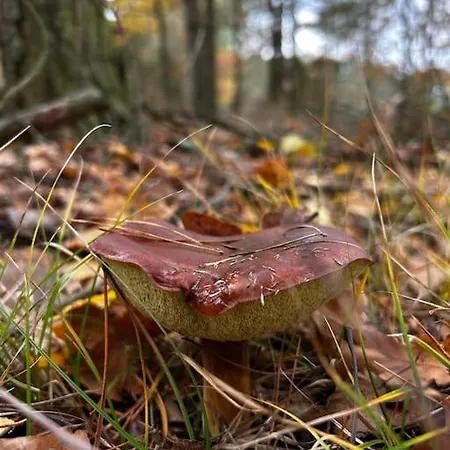 Dom Male Mazury Prázdninový dům *