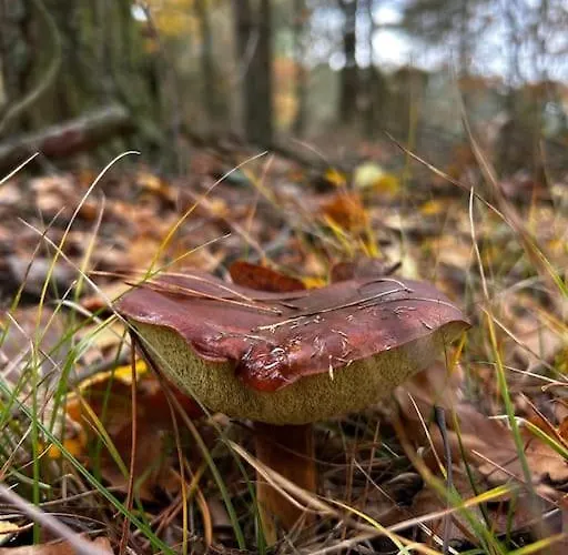 Dom Male Mazury Ferienhaus *